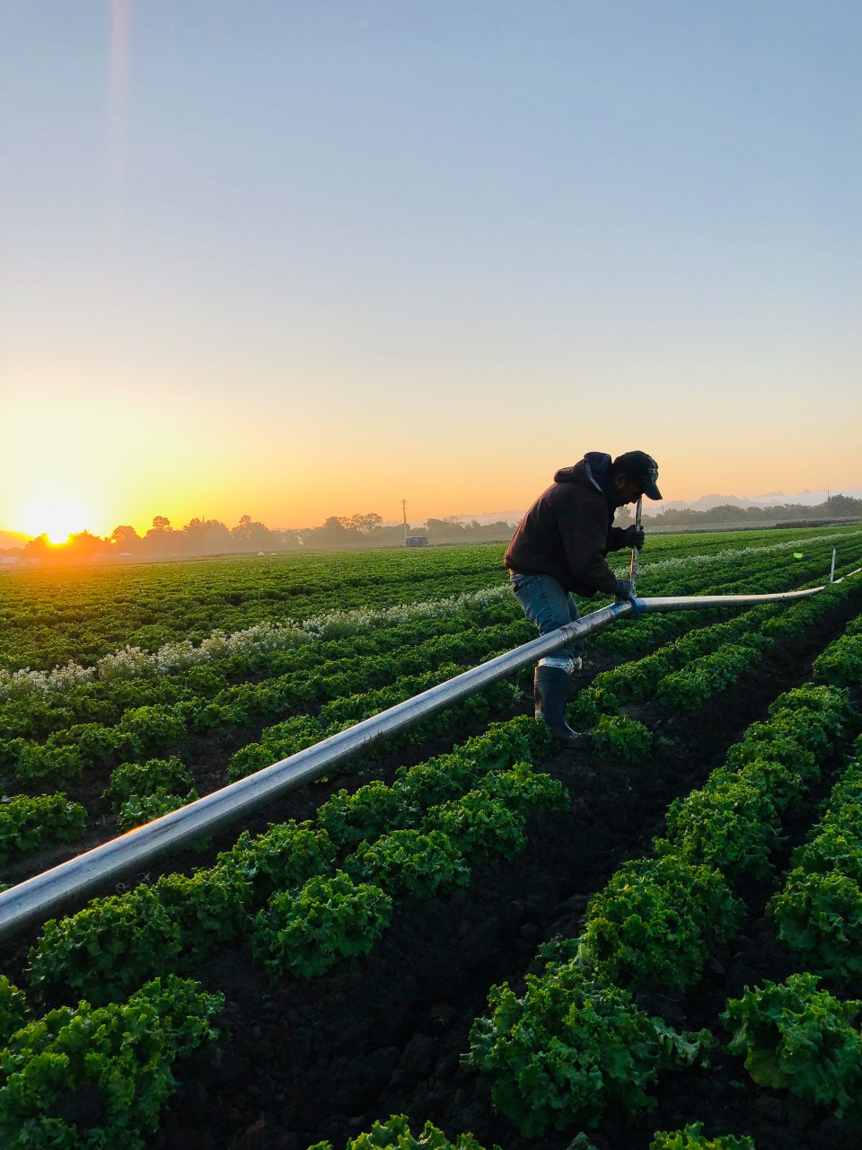 Lakeside Organic Gardens - Irrigation